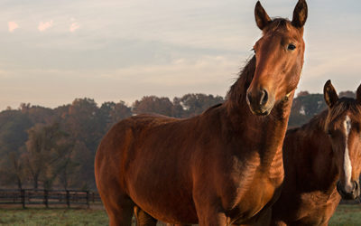 Stratégie de communication et externalisation de l’activité pour un leader de la santé animale