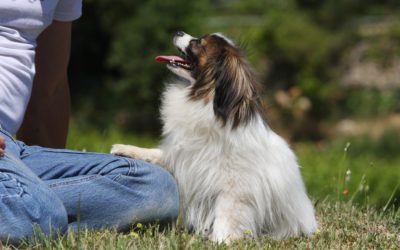 Réorganisation des process clients et de l’organisation AMOA du leader français de la fin de vie animale